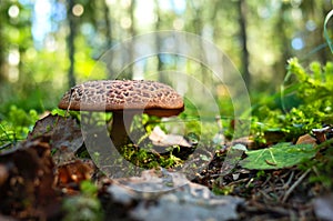 Wild mushroom in forest on grass