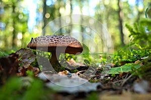 Wild mushroom in forest on grass