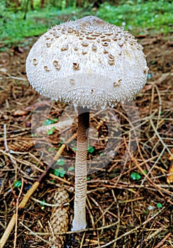 Wild mushroom in a forest in late summer