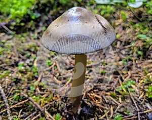 Wild mushroom in a forest in late summer