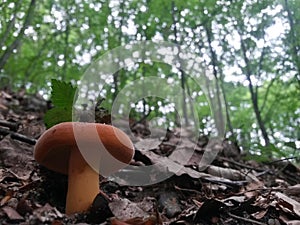 Wild mushroom in the forest. natural vegan food