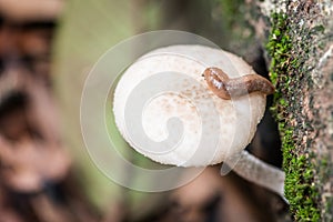 Wild mushroom in forest with slug on top Cleaver Woods Park Trinidad