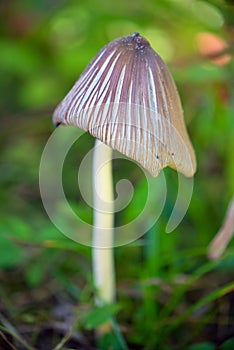 Wild mushroom in the forest of Vancouver Island, British Columbia