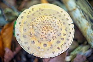 wild mushroom in the forest of Vancouver Island, British Columbia,