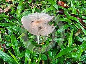 Wild mushroom on grassy ground