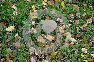 WILD MUSHROOM GROW IN NATURE