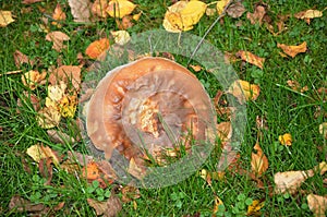 WILD MUSHROOM GROW IN NATURE