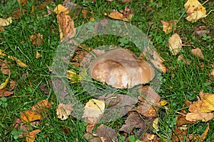 WILD MUSHROOM GROW IN NATURE