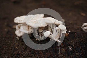 wild mushroom after grow rainy day
