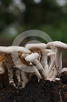 wild mushroom after grow rainy day