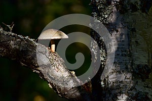 Wild mushroom growing on an Alaska birch tree