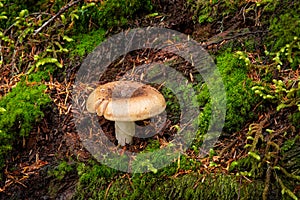 Wild Mushroom growing amongst green Moss on forest floor