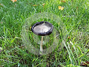 Wild mushroom growing in the forest.