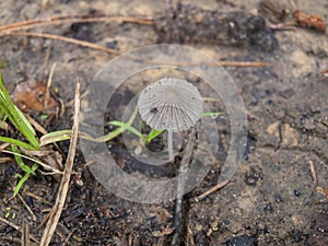 Wild mushroom growing from forest floor