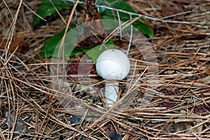 Wild mushroom growing on the forest floor