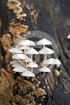 Wild mushroom that grows on wood.