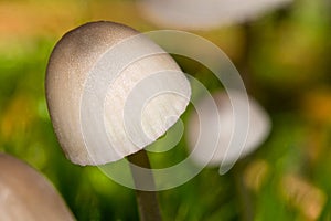 Wild Mushroom, Guadarrama National Park, Segovia