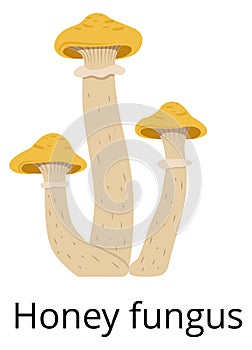 Wild mushroom. Honey fungus icon. Forest nature