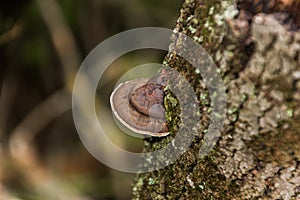 The wild mushroom hooked to the bark of the tree