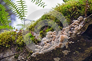 Wild mushroom in itâ€™s natural habitat in Vancouver Island, BC