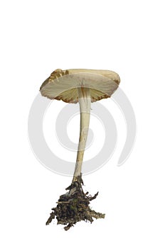 Wild mushroom (Marasmius Oreades)