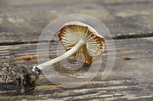 Wild mushroom (Marasmius Oreades)