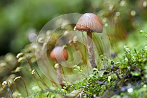 Wild mushroom with moss