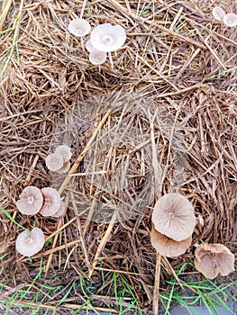 Wild mushroom in the paddyrice area photo