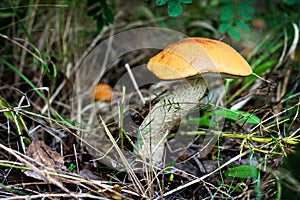Wild mushroom. Picking mushrooms. Autumn forest.