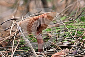 Wild mushroom in pine autumn forest