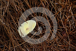 Wild Mushroom in PInestraw