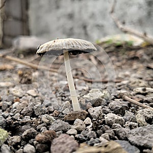 Wild Mushroom plant in indonesia taken with macro shot copy space soft