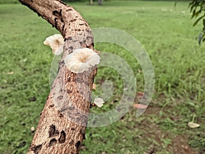 Wild mushroom plants that grow on dead logs