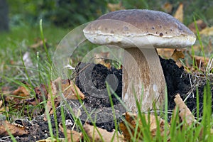 Wild Mushroom Porcini in the forest