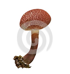 Wild mushroom, Red mushroom isolated on white background, with clipping path