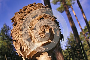 Wild Mushroom, Scot Pine Forest, Guadarrama National Park, Spain