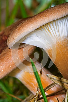 Wild Mushroom, Sierra de Guadarrama National Park, Spain