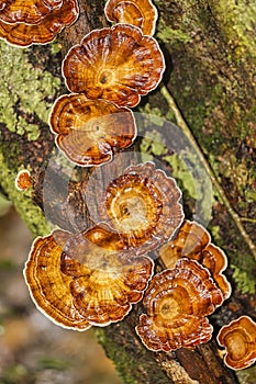 Wild Mushroom, Sinharaja National Park Rain Forest, Sri Lanka