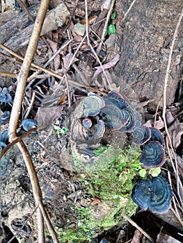 wild mushroom spore spiral