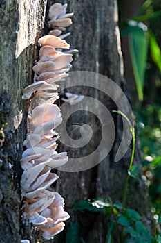 Wild mushroom is spreading its spore