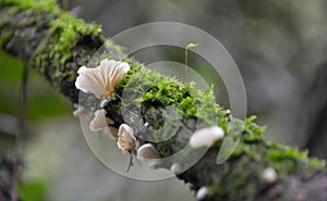 Wild mushroom sprouting in wild