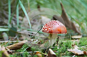 Wild mushroom on a sunny autumn day