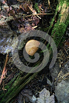Wild Mushroom and Tree Root Lichen, Rustic Forest of Canada, North America. Ancient Mystical Enchanted Forest Woods. Wilderness. photo