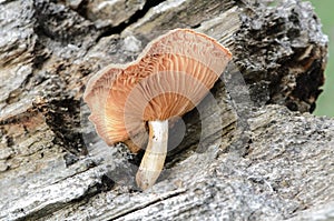 Wild mushroom on the trunk of a fallen tree photo