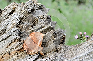 Wild mushroom on the trunk of a fallen tree II photo