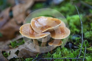 Wild mushroom in Vancouver Island, BC, Canada