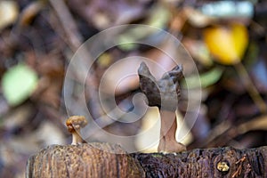 Wild mushroom in Vancouver Island, BC, Canada