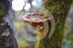 Wild mushroom in Vancouver Island, BC, Canada