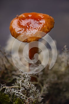 Wild mushroom from Vancouver Island, Canada