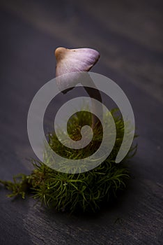 Wild mushroom from Vancouver Island, Canada